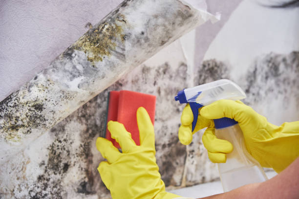 Best Emergency Mold Remediation  in Gillett, WI